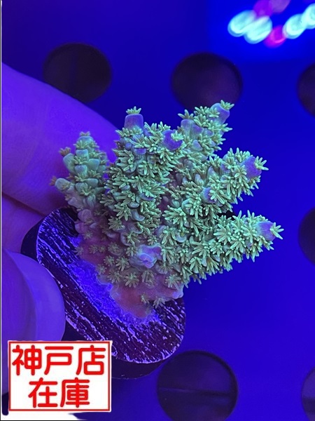 【神戸駒ヶ林店在庫】Acropora Vermiculata　No.03