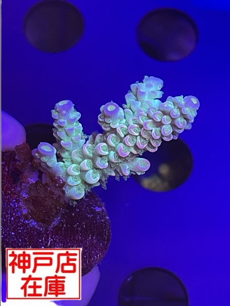【神戸駒ヶ林店在庫】GB便　Acropora tenuis　"Homewrecker"　No.1