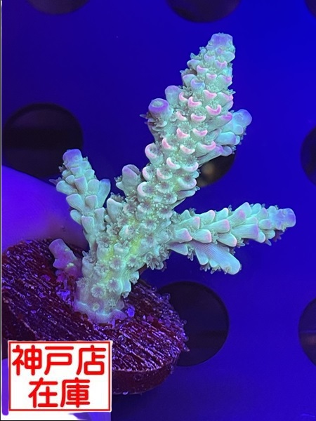 【神戸駒ヶ林店在庫】GB便　Acropora tenuis　"Homewrecker"　No.2
