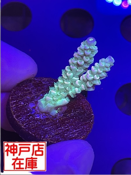 【神戸駒ヶ林店在庫】GB便　Acropora tenuis　"Homewrecker"　No.3
