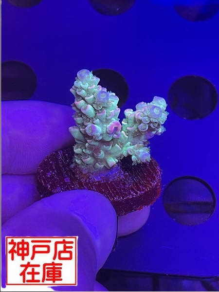 【神戸駒ヶ林店在庫】GB便　Acropora tenuis　"Homewrecker"　No.5