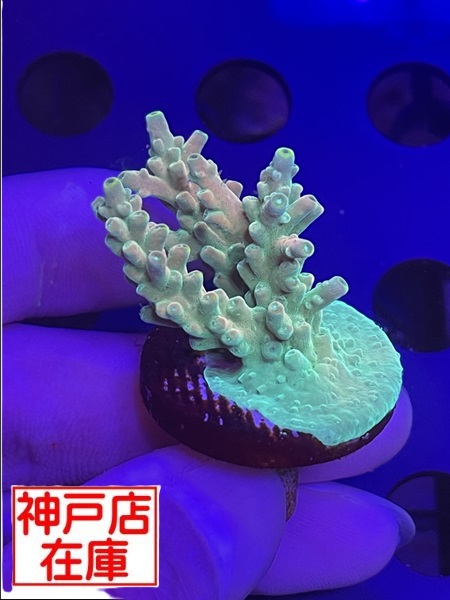 【神戸駒ヶ林店在庫】GB便　Acropora Sp. "Bali Shortcake"　No.1