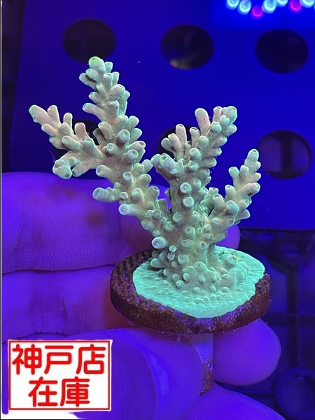 【神戸駒ヶ林店在庫】GB便　Acropora Sp. "Bali Shortcake"　No.2