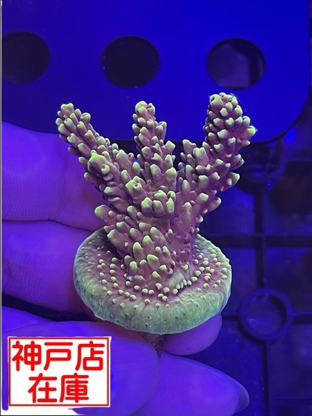 【神戸駒ヶ林店在庫】GB便　Acropora Sp. "Red Cadillac"　No.1
