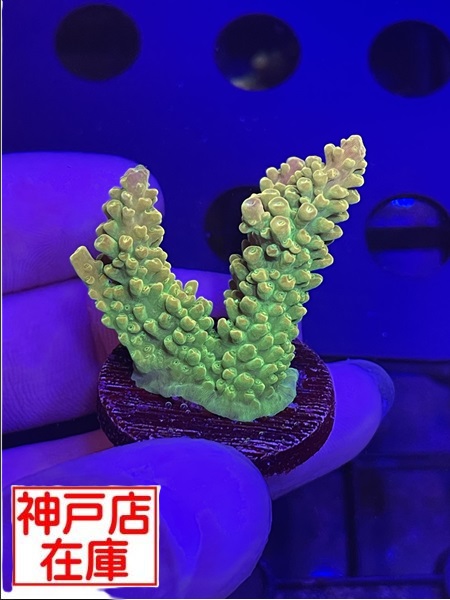 【神戸駒ヶ林店在庫】GB便　Acropora Divaricata　No,1