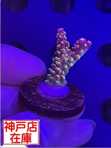 【神戸駒ヶ林店在庫】Acropora Sp. "AT Celia"　No.5