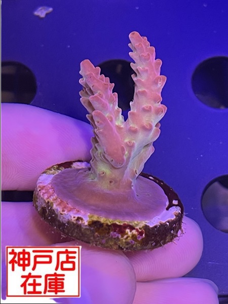 【神戸駒ヶ林店在庫】Acropora Sp. "Del Fuego"　No.1