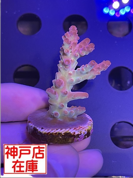 【神戸駒ヶ林店在庫】Acropora Sp. "Del Fuego"　No.3