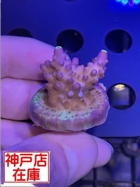 【神戸駒ヶ林店在庫】Acropora Sp. "Elkhorn Acro"　No.1