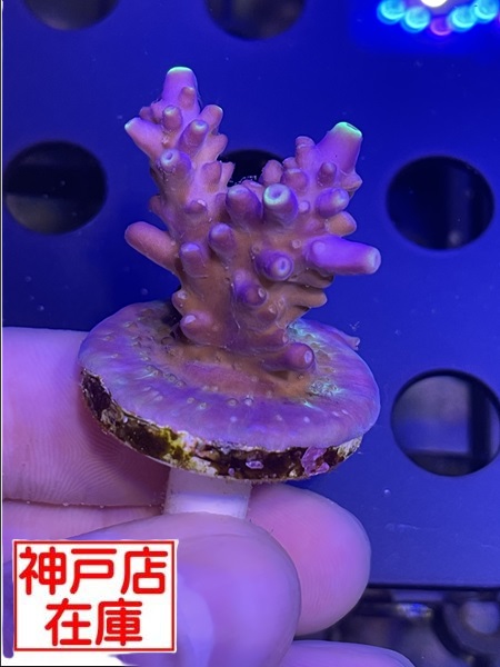 【神戸駒ヶ林店在庫】Acropora Sp. "Elkhorn Acro"　No.2