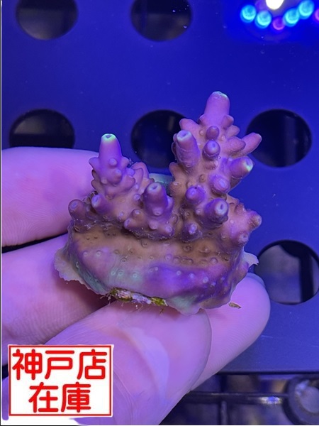【神戸駒ヶ林店在庫】Acropora Sp. "Elkhorn Acro"　No.3