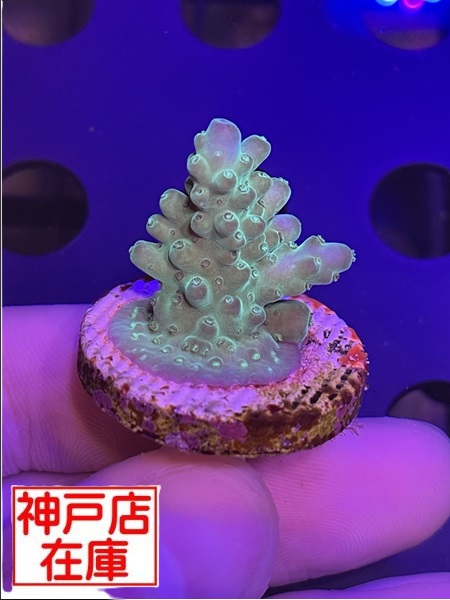 【神戸駒ヶ林店在庫】AUS便 Acropora lokani　No.1