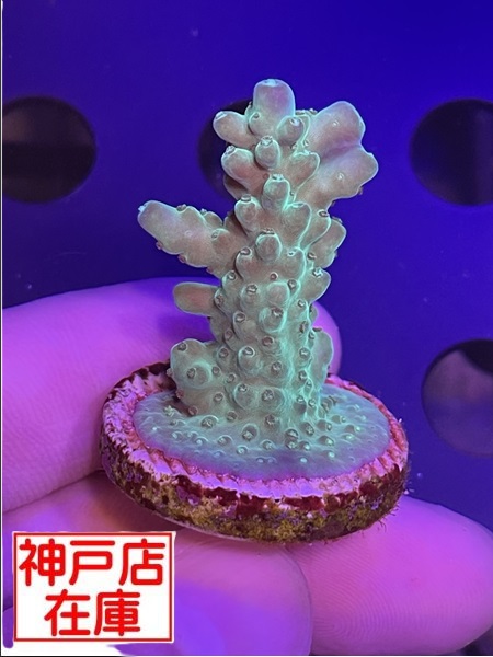 【神戸駒ヶ林店在庫】AUS便 Acropora Lokani　No.2