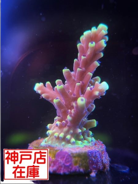 【神戸駒ヶ林店在庫】RRC便 Acropora sp. "Pink Cadillac" No.1