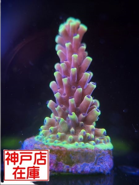 【神戸駒ヶ林店在庫】RRC便 Acropora sp. "Pink Cadillac" No.2