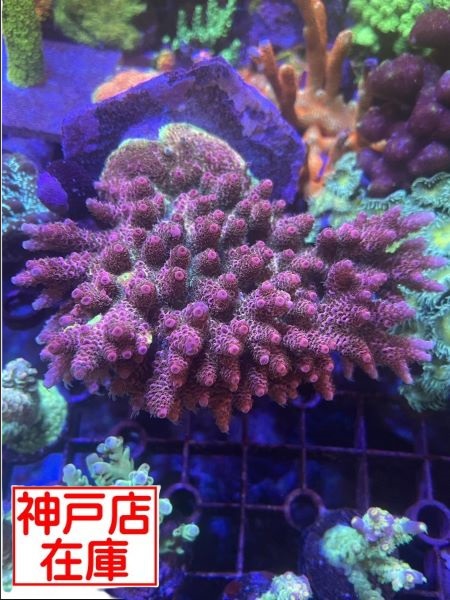 【神戸駒ヶ林店在庫】クシハダミドリイシ