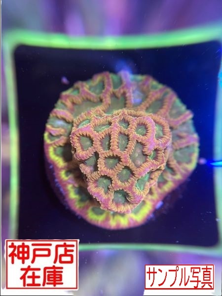 【神戸駒ヶ林店在庫】Favia sp. "Gold Rush"