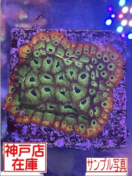 【神戸駒ヶ林店在庫】Favia sp. "Spicy Lemon" Lサイズ