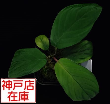 【神戸駒ヶ林店在庫】Homalomena sp. Green Pine【神畑】