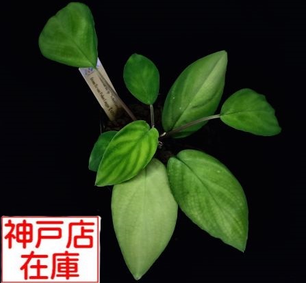 【神戸駒ヶ林店在庫】Homalomena sp. ”Velvet Green AD" from Resun Pulau Lingga 【AZ0517-11】