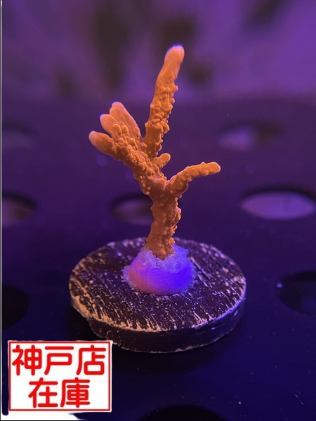【神戸駒ヶ林店在庫】Montipora sp. "Red Medusa"　No.1