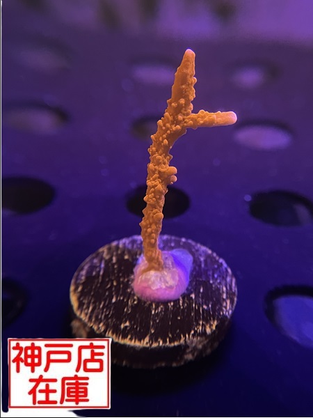 【神戸駒ヶ林店在庫】Montipora sp. "Red Medusa"　No.2