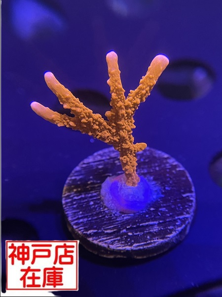 【神戸駒ヶ林店在庫】Montipora sp. "Red Medusa"　No.3