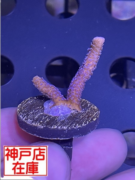 【神戸駒ヶ林店在庫】SR便 Montipora digitata "Blue"　No.1