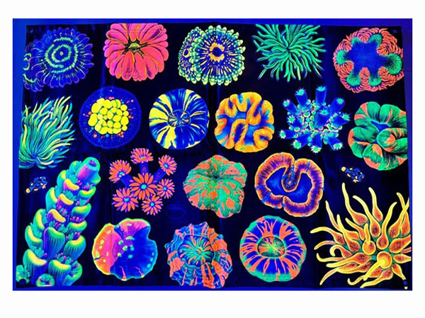 【正規輸入品】”Coral Reef”UV Reactive Tapestry