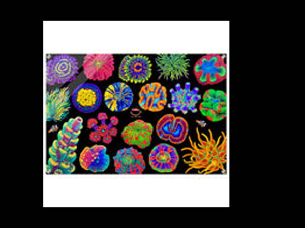【正規輸入品】Coral Reef Acrylic Print