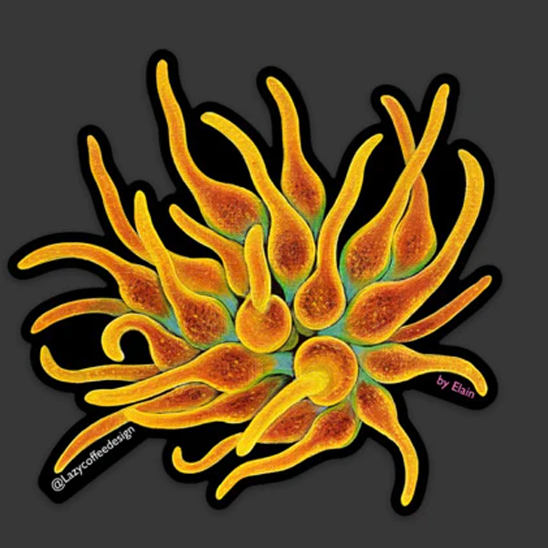 【正規輸入品】lazycoffeedesign CSB nem Sticker