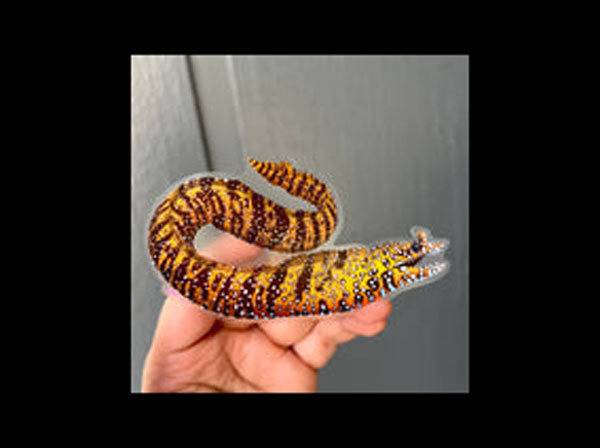 【正規輸入品】Japanese Dragon Eel Sticker
