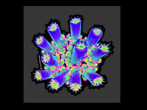 【正規輸入品】JF Homewrecker Sticker