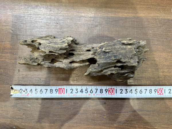 スタッフセレクト流木 Cave wood ケイブウッド No.1 