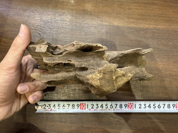 スタッフセレクト流木 Cave wood ケイブウッド No.2