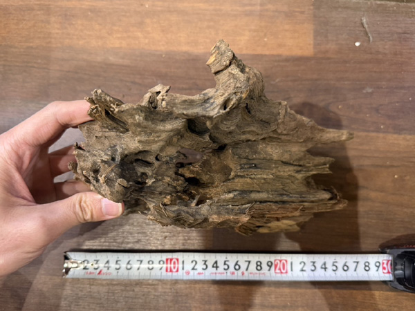 スタッフセレクト流木 Cave wood ケイブウッド No.5