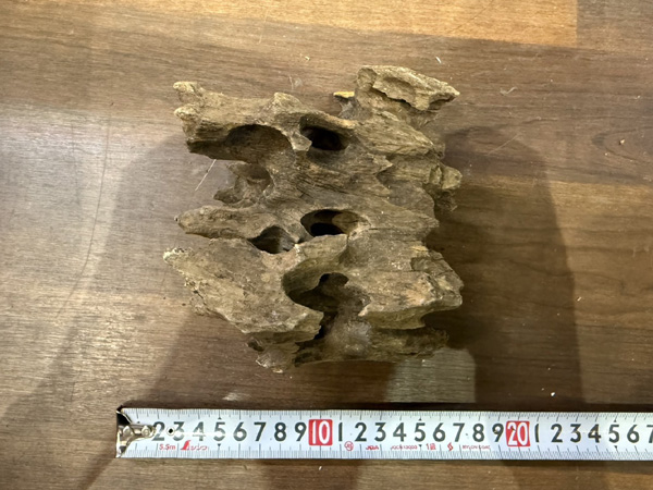 スタッフセレクト流木 Cave wood ケイブウッド No.6