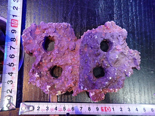 Frag専用プレート JS Frag Rock No.20