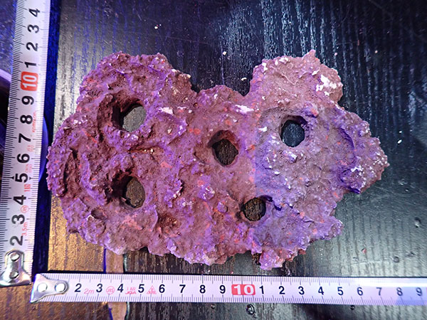 Frag専用プレート JS Frag Rock No.24