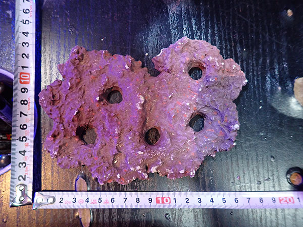 Frag専用プレート JS Frag Rock No.26