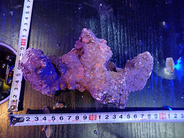 ライブロック　JSコーラルロック JSコーラルロック] 平ブロック Sサイズ 5枚＋1枚セット | 人工