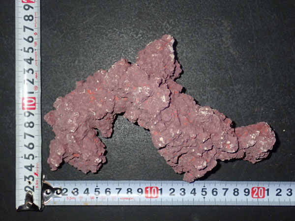 JS Rock No.09 アクアテイラーズ オンラインショップ