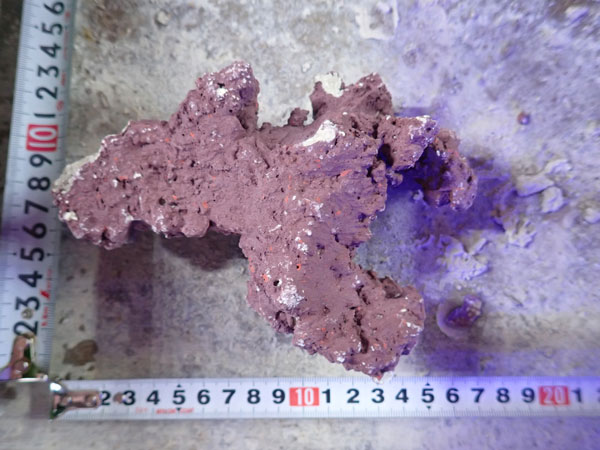 JS Rock No.51