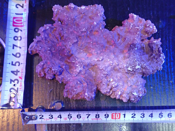 JS Rock Table Type No.25