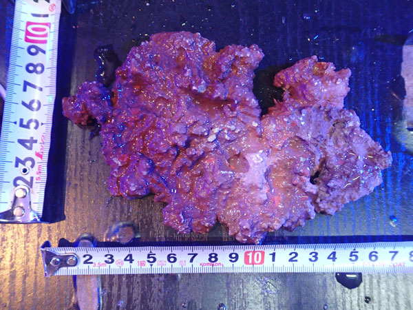 JS Rock Table Type No.35