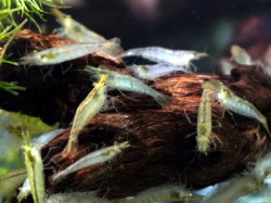 アルジーライムシュリンプ 匹 アクアテイラーズ