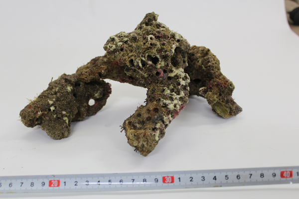 ライブロック Bグレード 1kg