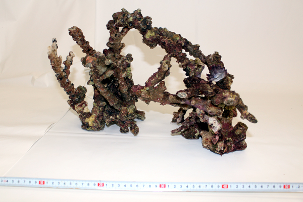 送料無料】ライブロック 枝状Aグレード お任せ5kgセット アクア