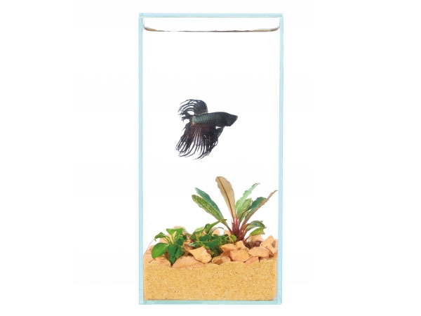 ＧＥＸ　ガラス水槽　グラステリア　フィット　１００　7個セット　ベタ水槽 GEX グラステリアフィット 100 アクアテイラーズ オンラインショップ