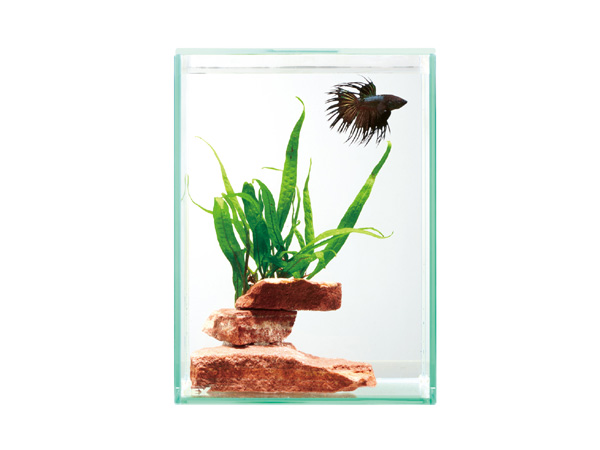 GEX グラステリアフィット ベタ 150 アクアテイラーズ オンラインショップ